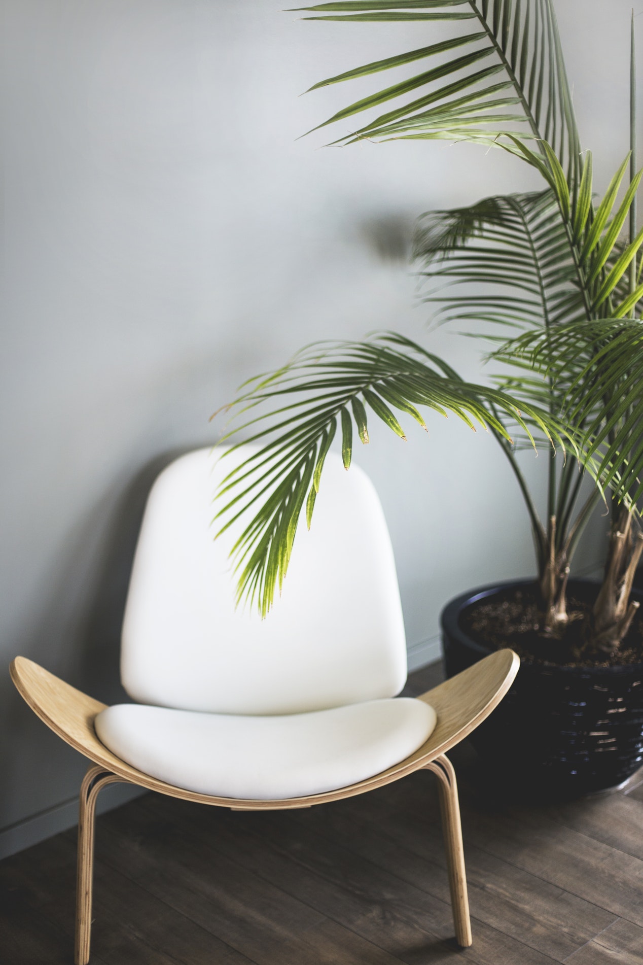 Image avec un fauteuil blanc contre un mur situé sous un palmier d'intérieur