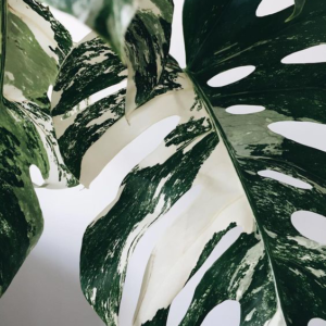 Philodendron-plantes-depolluantes